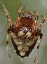 Arrowhead Orbweaver